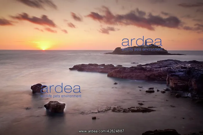: Godrevy Lighthouse - sunset : Godrevy Lighthouse - sunset