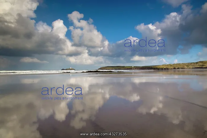 : Godrevy - with reflections on the wet sand : Godrevy - with reflections on the wet sand