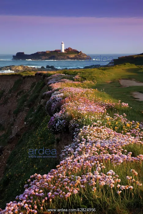 : Godrevy - thrift in flower : Godrevy - thrift in flower
