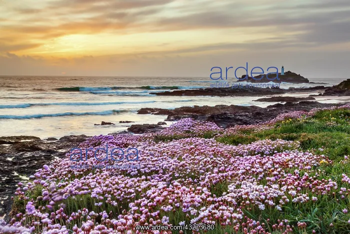 : Godrevy - Thrift Flowering - Cornwall - UK : Godrevy - Thrift Flowering - Cornwall - UK
