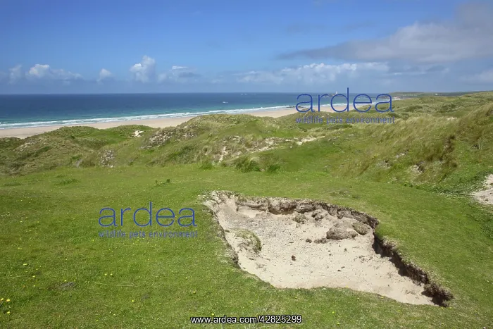 : Godrevy - From Upton Towans : Godrevy - From Upton Towans
