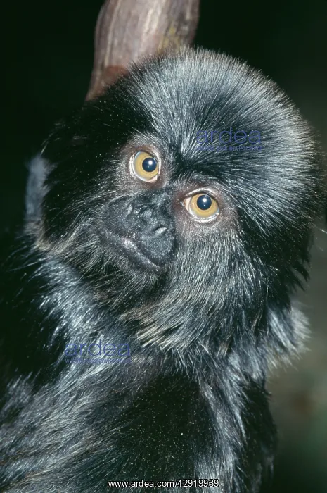 : Goeldi's Black Marmoset : Goeldi's Black Marmoset