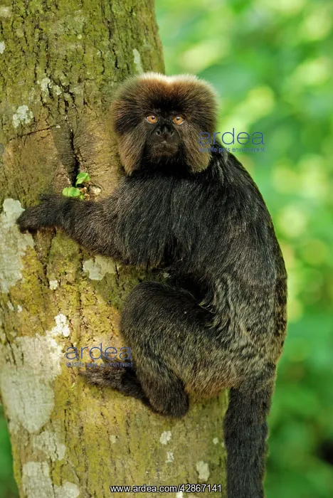 : Goeldi's Marmoset / Goeldi's Monkey : Goeldi's Marmoset / Goeldi's Monkey