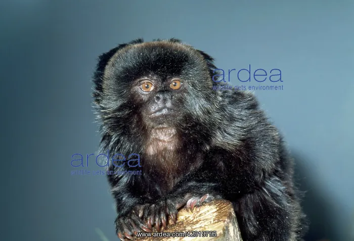 : Goeld's Monkey - endangered : Goeld's Monkey - endangered