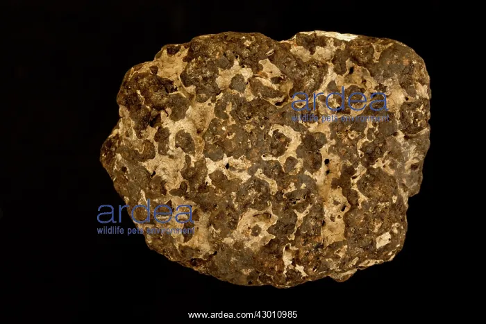 : Goethite (FeO(OH)) : Goethite (FeO(OH))