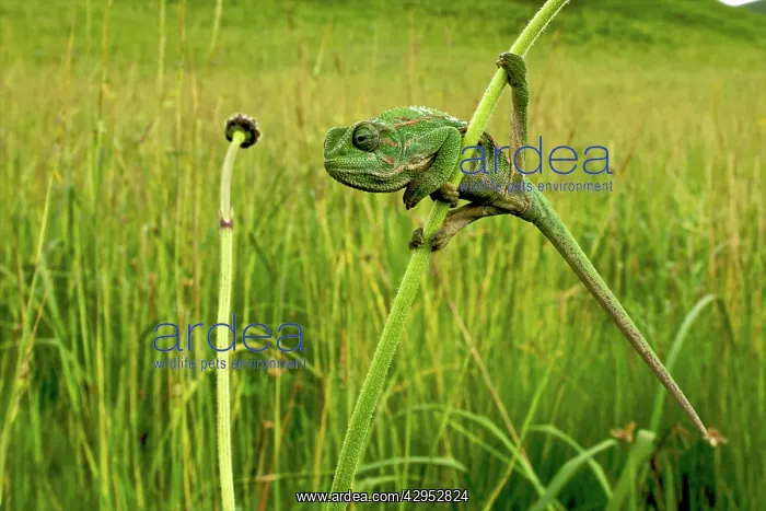 : Goetze's chameleon - adult male on grass : Goetze's chameleon - adult male on grass
