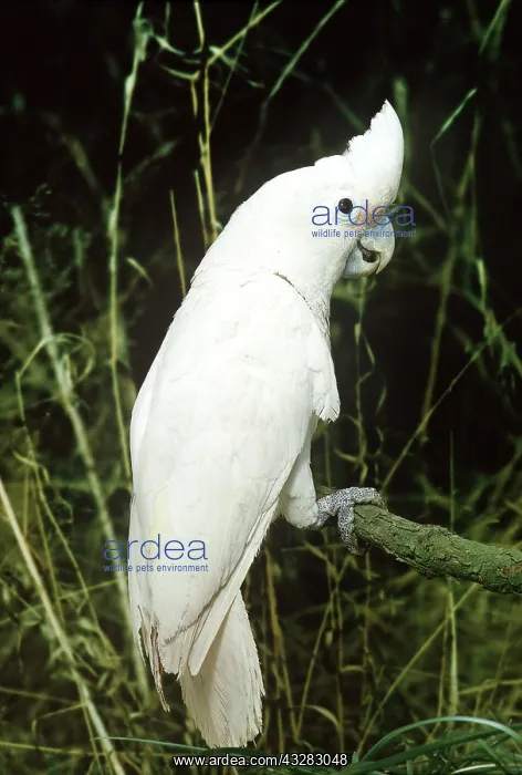 : GOFFINS COCKATOO : GOFFINS COCKATOO