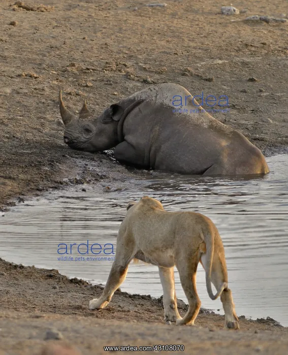 : By going to drink it Black Rhino stumbled into a : By going to drink it Black Rhino stumbled into a