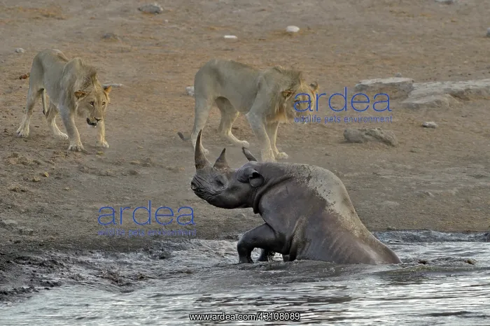  : By going to drink it Black Rhino stumbled into a