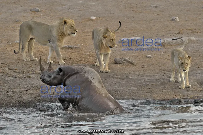 : By going to drink it Black Rhino stumbled into a : By going to drink it Black Rhino stumbled into a