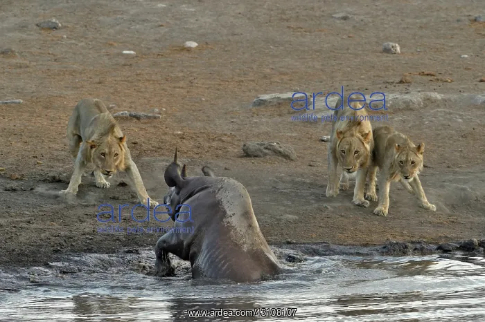 : By going to drink it Black Rhino stumbled into a : By going to drink it Black Rhino stumbled into a