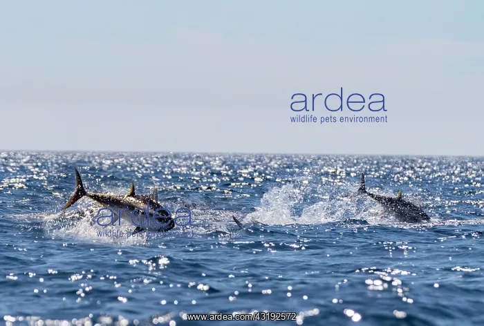 : Going out to sea for a shoot on the bonito and red : Going out to sea for a shoot on the bonito and red