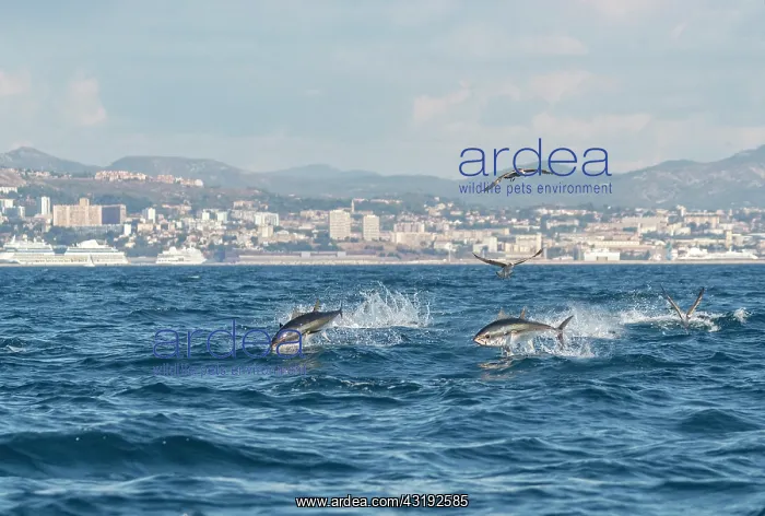 : Going out to sea for a shoot on the bonito and red : Going out to sea for a shoot on the bonito and red