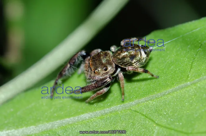 : Gold-and-Purple Jumping Spider : Gold-and-Purple Jumping Spider