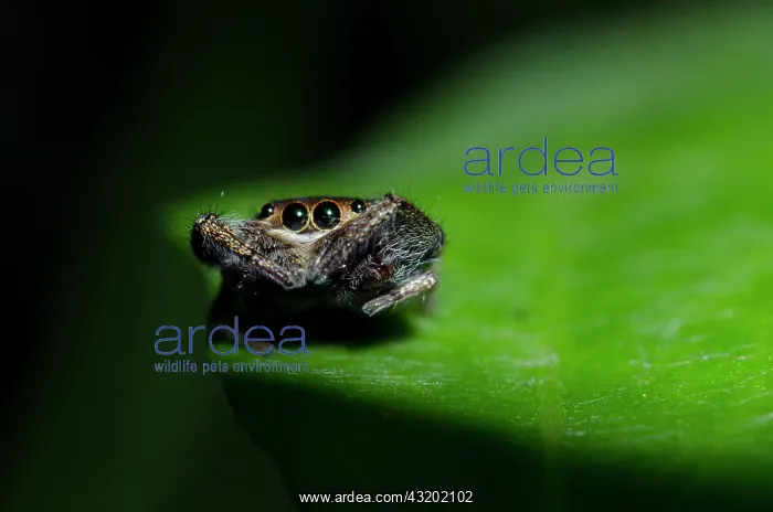 : Gold-and-Purple Jumping Spider on leaf - Klungkung : Gold-and-Purple Jumping Spider on leaf - Klungkung