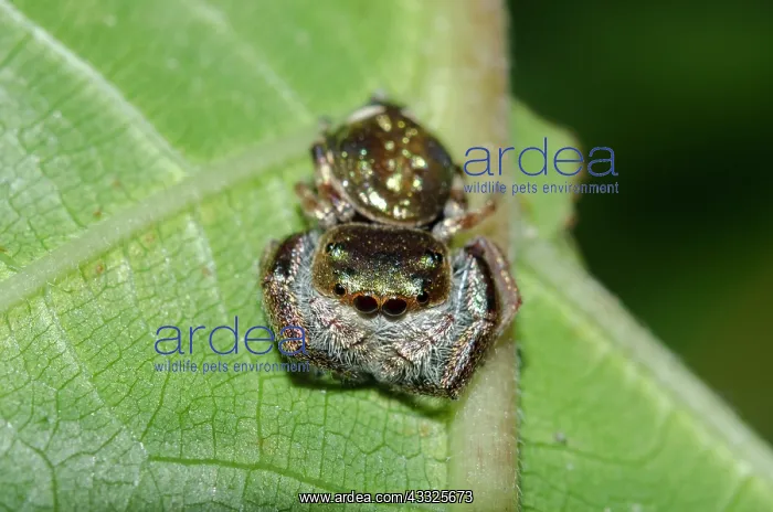 : Gold-and-Purple Jumping Spider on leaf - Klungkung : Gold-and-Purple Jumping Spider on leaf - Klungkung