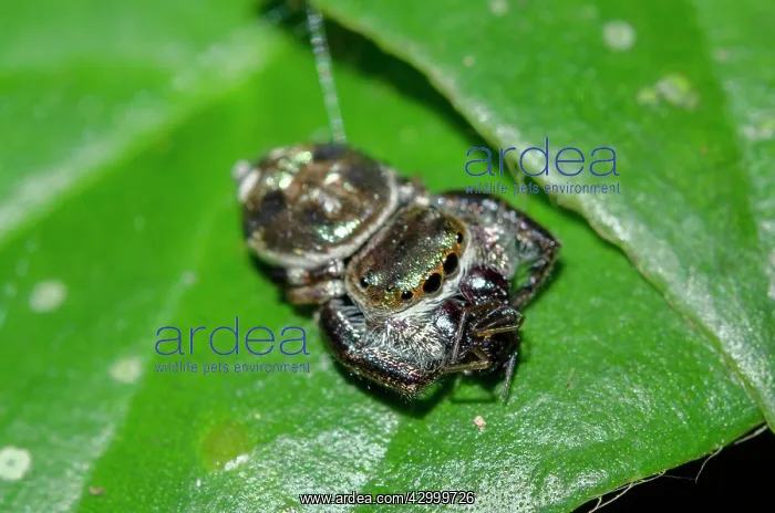 : Gold-and-Purple Jumping Spider - with prey on leaf : Gold-and-Purple Jumping Spider - with prey on leaf