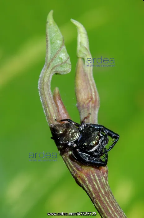 : Gold-and-Purple Jumping Spider on stem - Klungkung : Gold-and-Purple Jumping Spider on stem - Klungkung