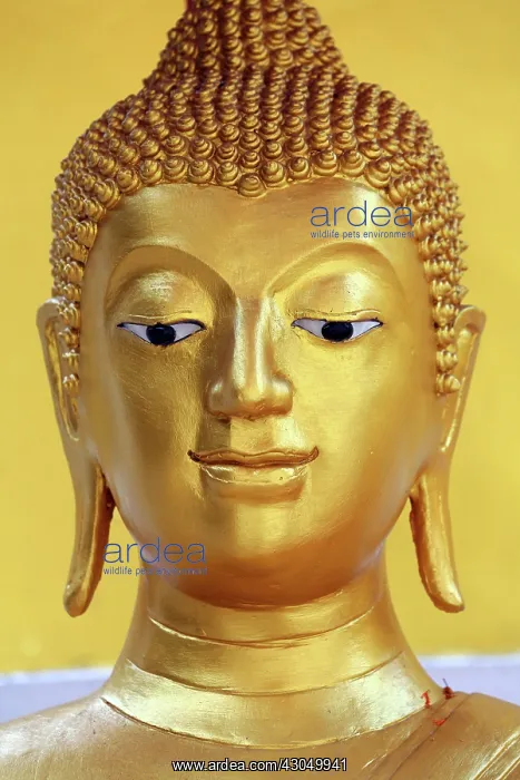 : Gold Buddha statue head and face at Wat Panping Temple i : Gold Buddha statue head and face at Wat Panping Temple i