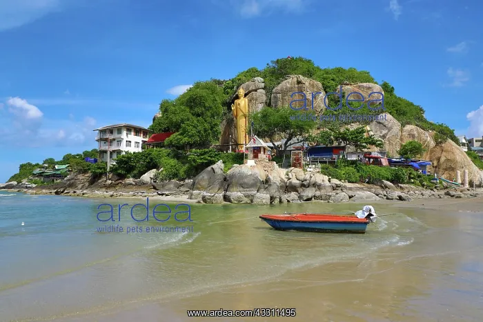 : Gold buddha statue, Khao Takiab Temple and beach : Gold buddha statue, Khao Takiab Temple and beach