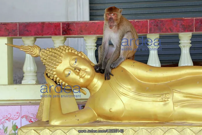 : Gold Buddha statue and monkey, Khao Takiab Temple : Gold Buddha statue and monkey, Khao Takiab Temple
