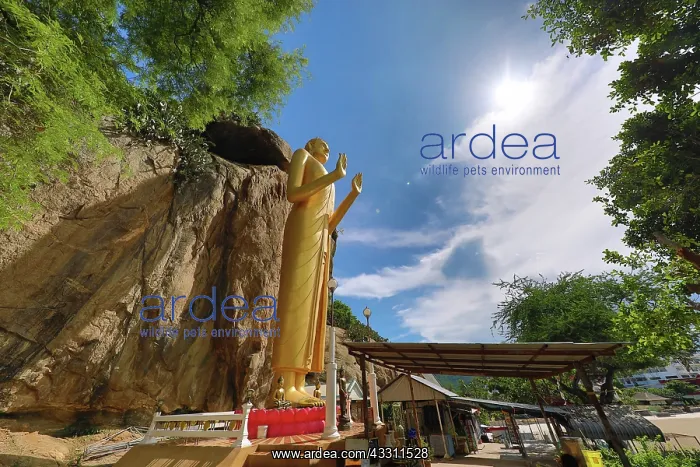 : Gold buddha statue Phra Pang Haan Yad, Khao Takiab : Gold buddha statue Phra Pang Haan Yad, Khao Takiab