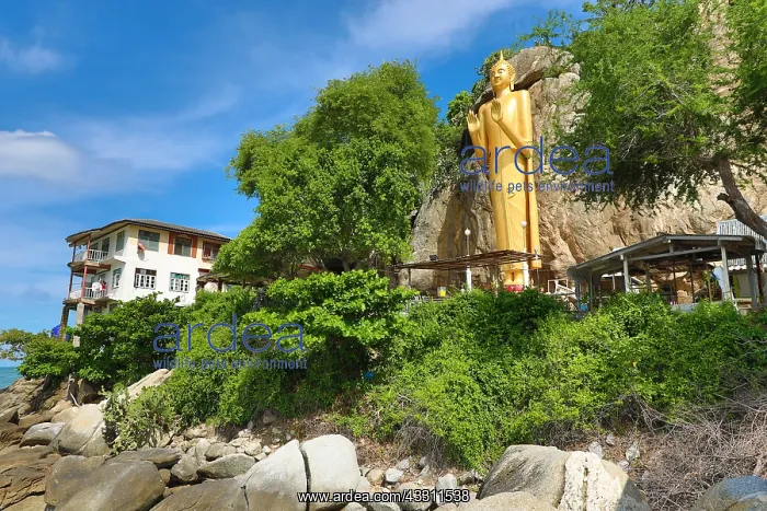: Gold buddha statue Phra Pang Haan Yad, Khao Takiab : Gold buddha statue Phra Pang Haan Yad, Khao Takiab