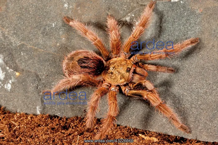 : Gold Burst Tarantula, Paraphysa parvula : Gold Burst Tarantula, Paraphysa parvula