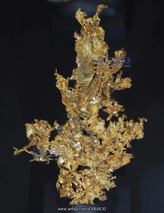 : Gold from California : Gold from California