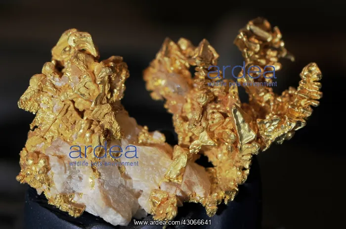 : Gold from California : Gold from California