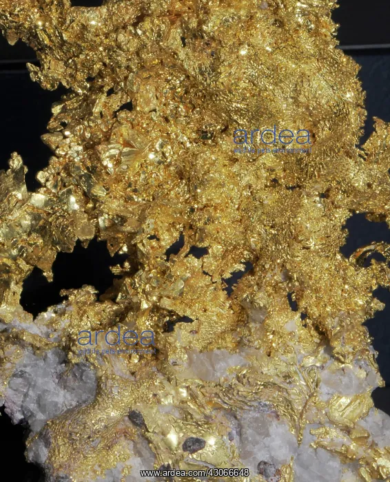 : Gold from California : Gold from California