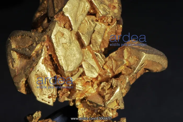 : Gold from California : Gold from California