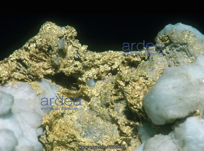 : Gold from California : Gold from California