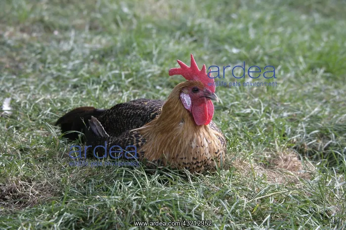 : Gold campine cock in grass Warwickshire : Gold campine cock in grass Warwickshire