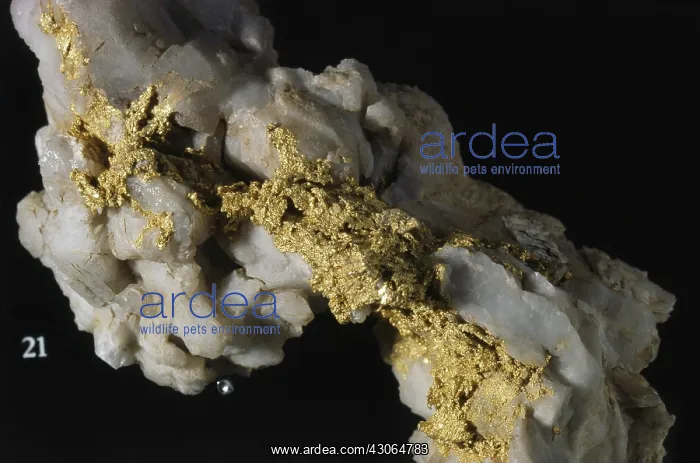: Gold on display at the California Academy of Sciences : Gold on display at the California Academy of Sciences