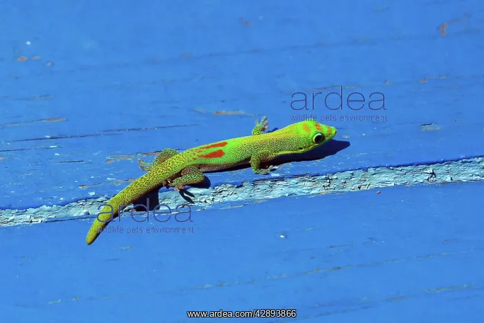 : Gold dust day gecko : Gold dust day gecko