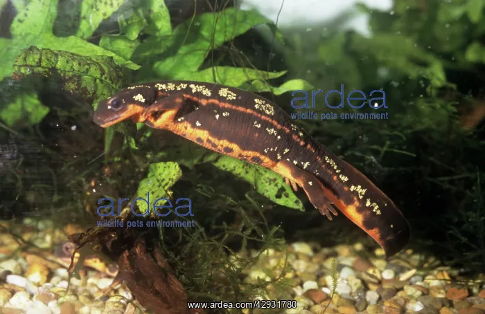 : Gold Dust / Sword-Tailed NEWT : Gold Dust / Sword-Tailed NEWT