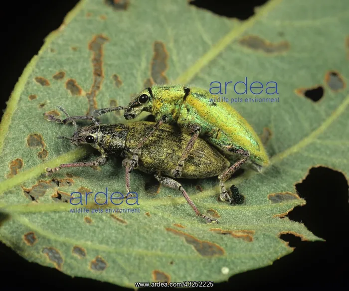: Gold Dust Weevils copulating : Gold Dust Weevils copulating