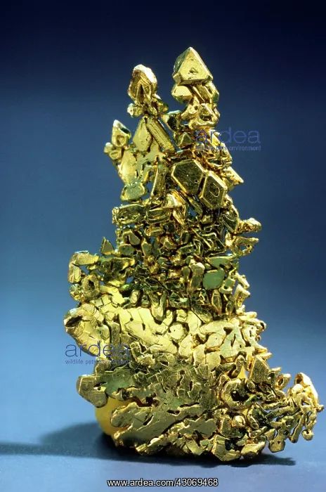 : Gold from the Forest Hill district, California : Gold from the Forest Hill district, California