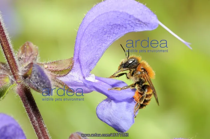 : Gold-fringed Mason Bee (Osmia aurulenta) female : Gold-fringed Mason Bee (Osmia aurulenta) female