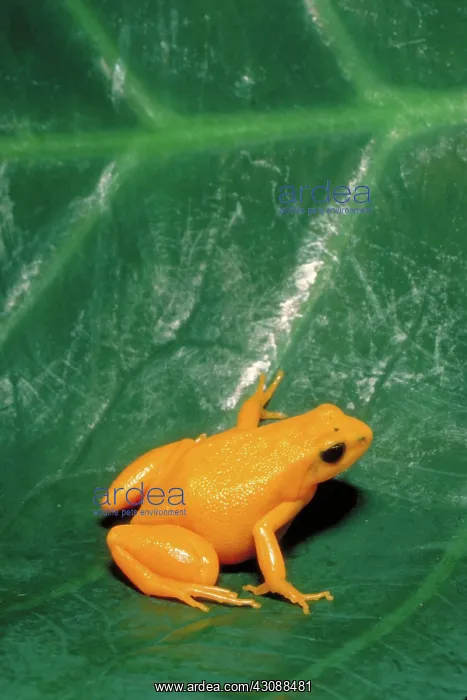 : Gold frog (Mantella aurantiaca), native to Madagascar : Gold frog (Mantella aurantiaca), native to Madagascar