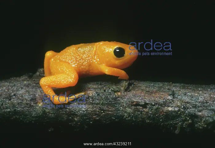 : Gold Frog, (Brachycephalus ephippium), Itatiaia : Gold Frog, (Brachycephalus ephippium), Itatiaia