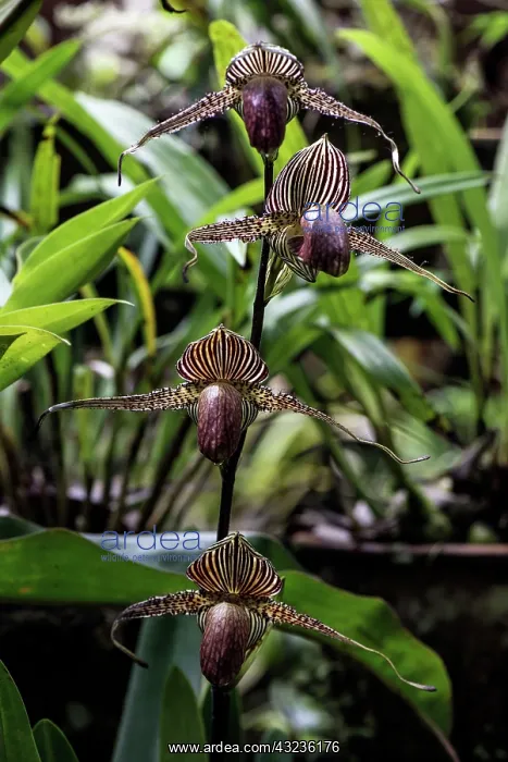 : Gold of Kinabalu Orchid / Rotschild's Slipper Orchid : Gold of Kinabalu Orchid / Rotschild's Slipper Orchid