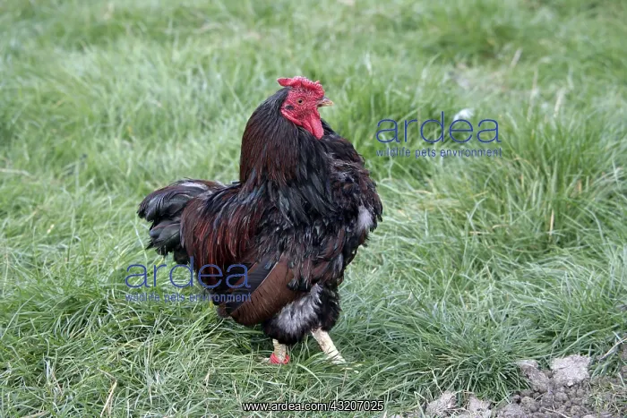 : Gold-laced Wyandotte Bantam cock Warwickshire : Gold-laced Wyandotte Bantam cock Warwickshire