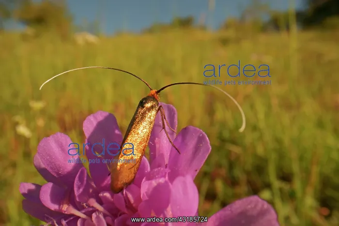 : Gold longhorn moth (Nemophora metallica) sitting : Gold longhorn moth (Nemophora metallica) sitting