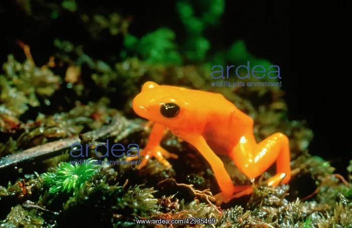 : Gold Mantella / Frog : Gold Mantella / Frog