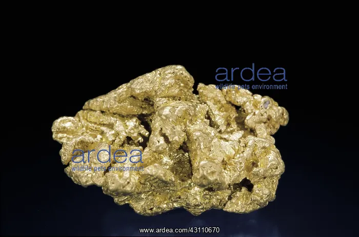  : Gold Nugget