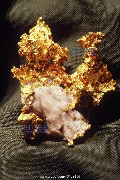 : Gold. A gold nugget from California : Gold. A gold nugget from California