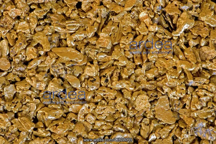 : Gold Nuggets : Gold Nuggets