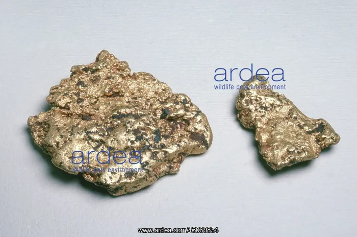 : Gold Nuggets : Gold Nuggets